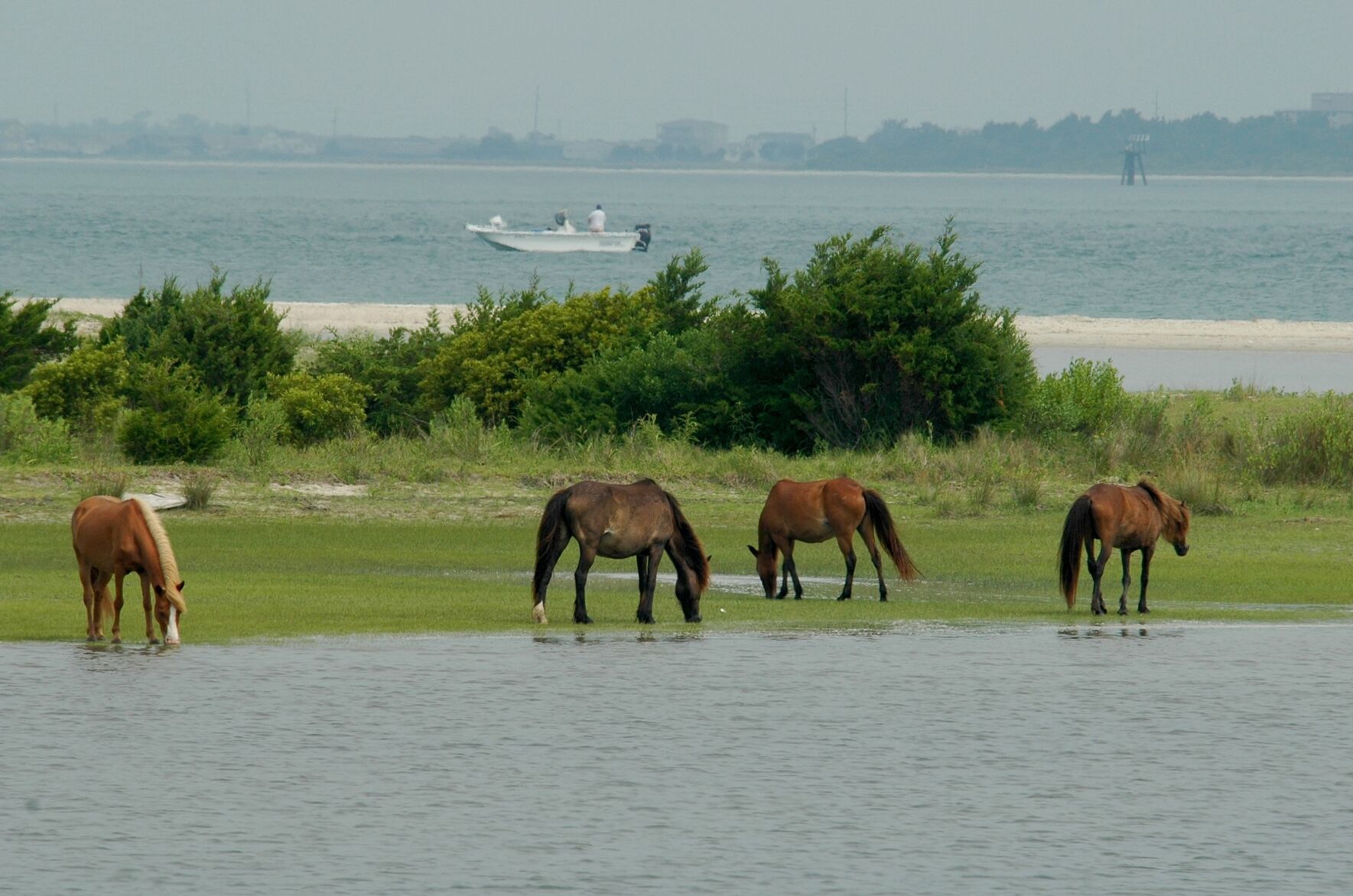 Report shows majority of Shackleford Banks horses are female